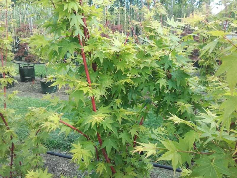 Acer Palmatum ‘Japanese Sunrise’ (Japanese Sunrise Japanese Maple)