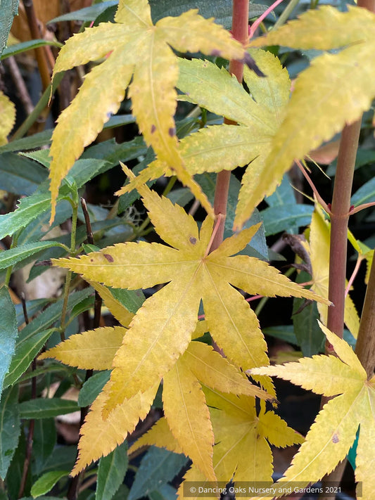 Acer Palmatum ‘Japanese Sunrise’ (Japanese Sunrise Japanese Maple)