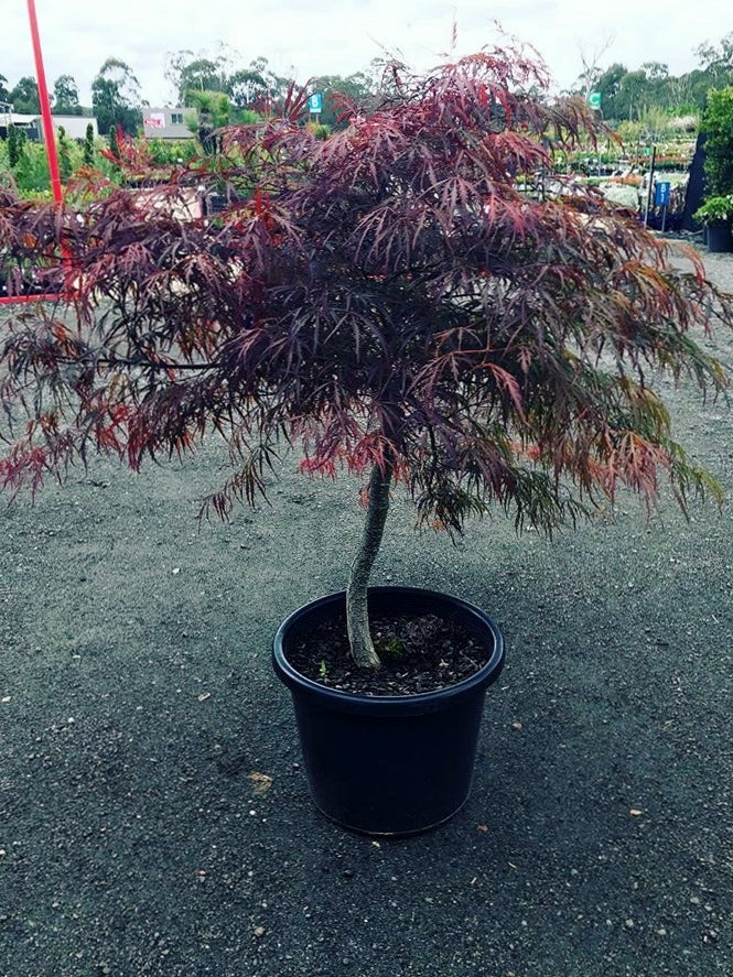 Acer Palmatum ‘Lionheart’ (Lionheart Japanese Maple)
