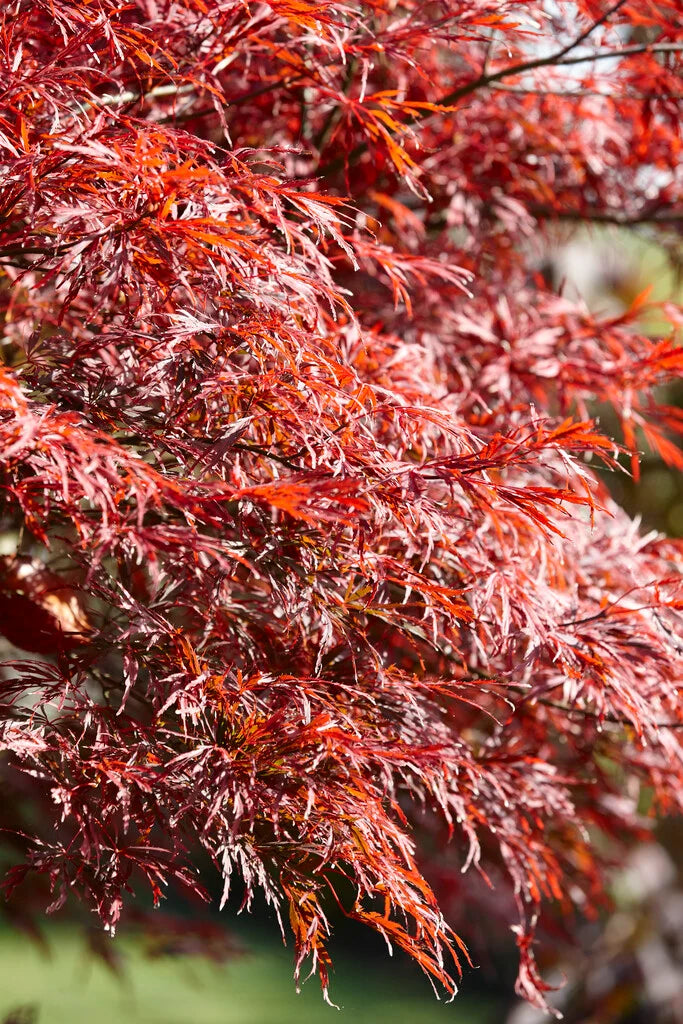 Acer Palmatum ‘Lionheart’ (Lionheart Japanese Maple)