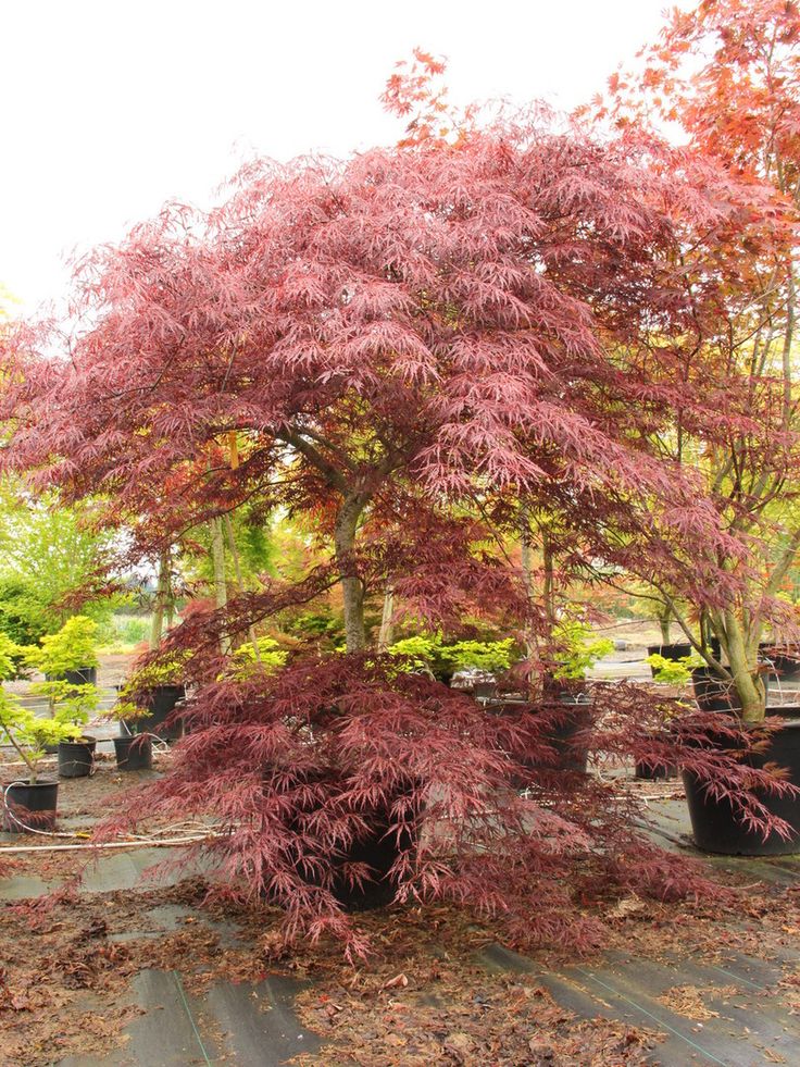 Acer Palmatum ‘Lionheart’ (Lionheart Japanese Maple)
