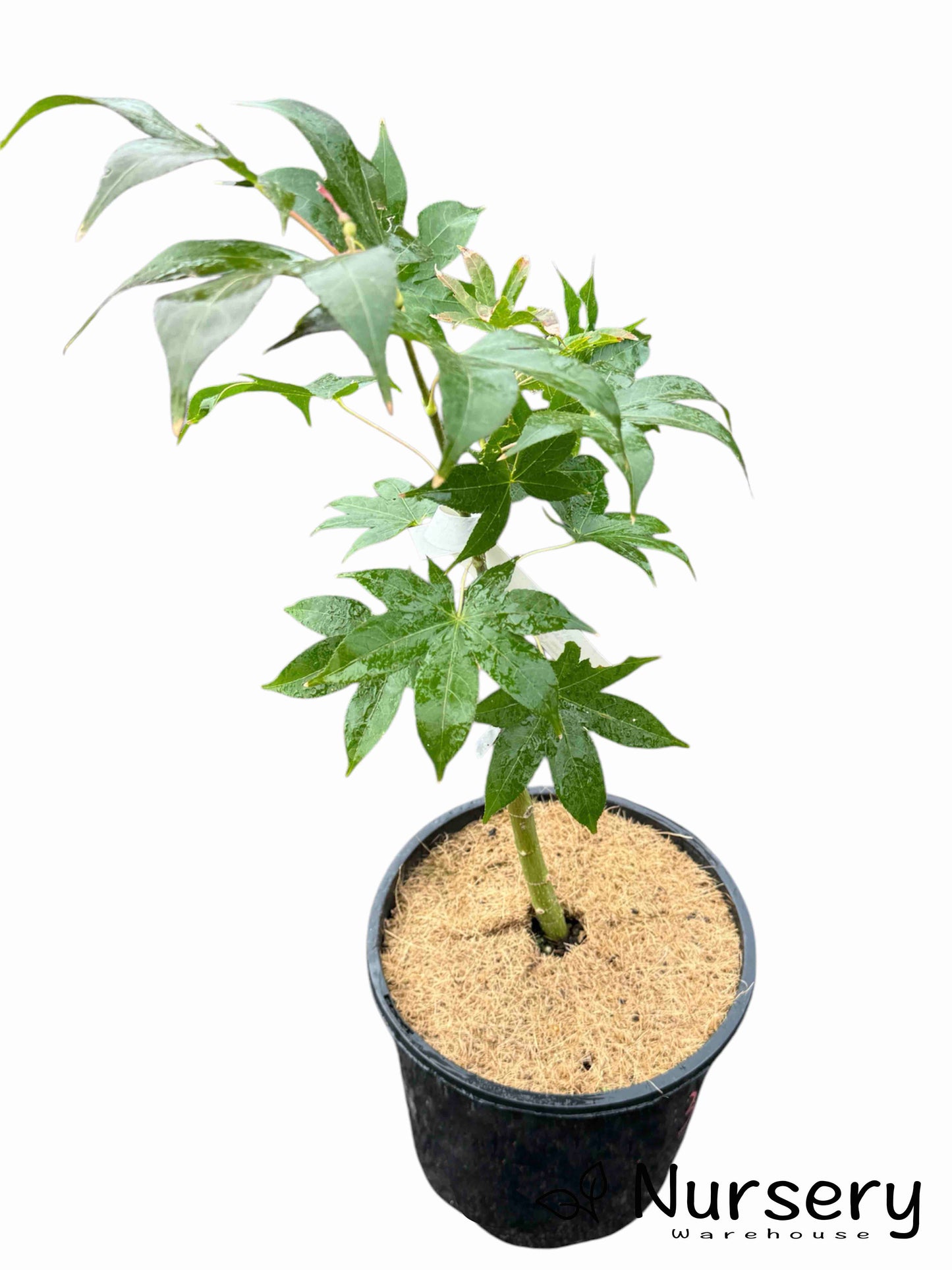 Acer Palmatum 'Osakazuki' (upright)