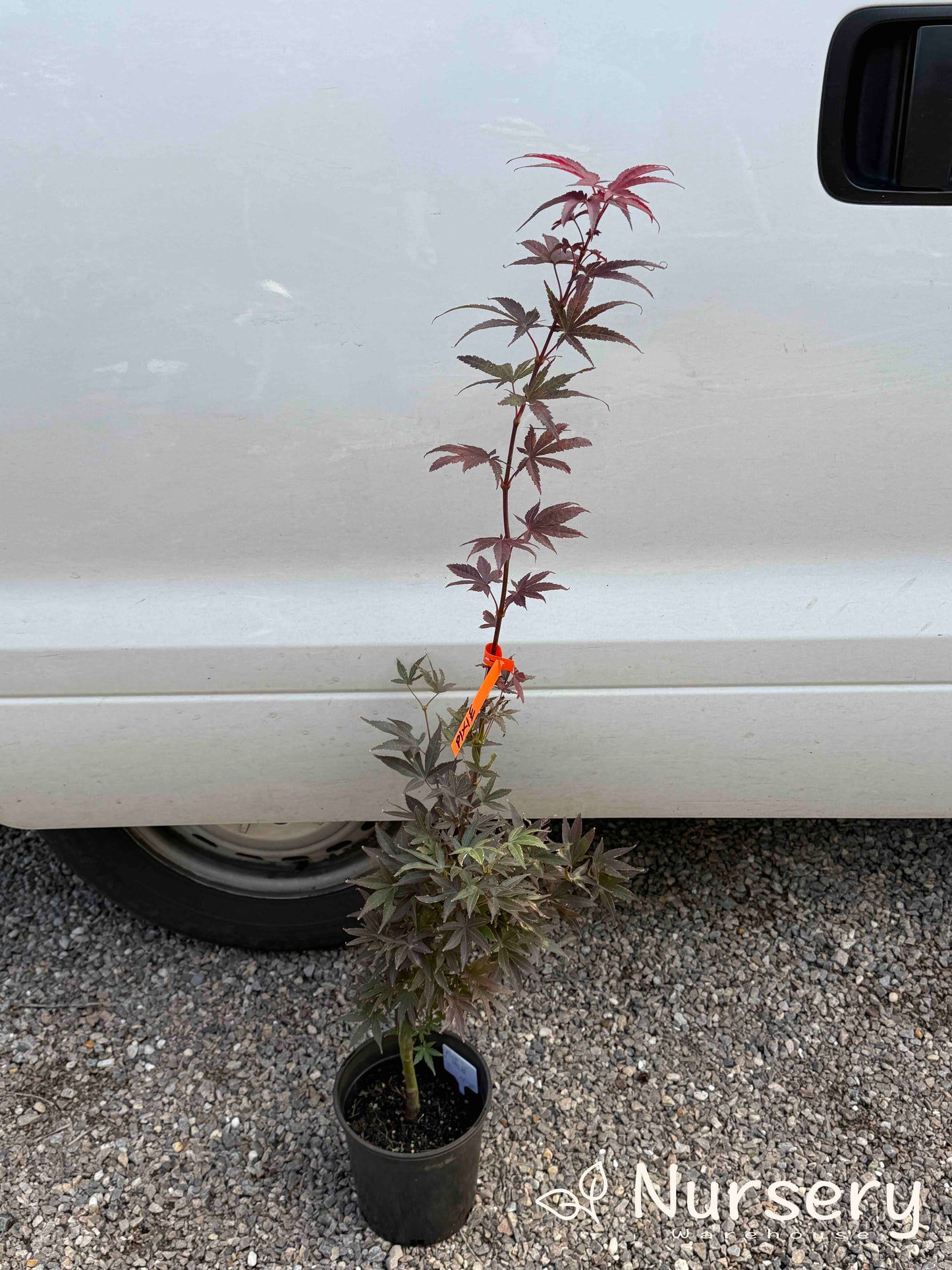 Acer Palmatum 'Pixie' (upright)
