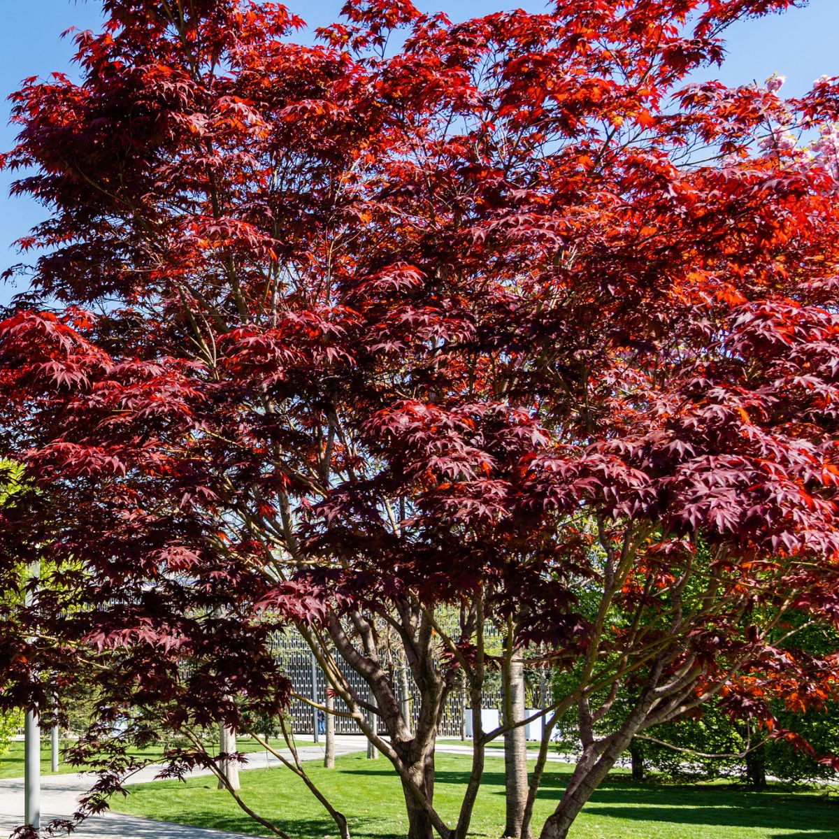 Acer Palmatum ‘Robertson Red’ (Robertson Red Japanese Maple)