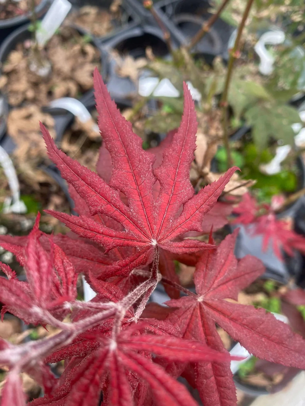 Acer Palmatum ‘Robertson Red’ (Robertson Red Japanese Maple)