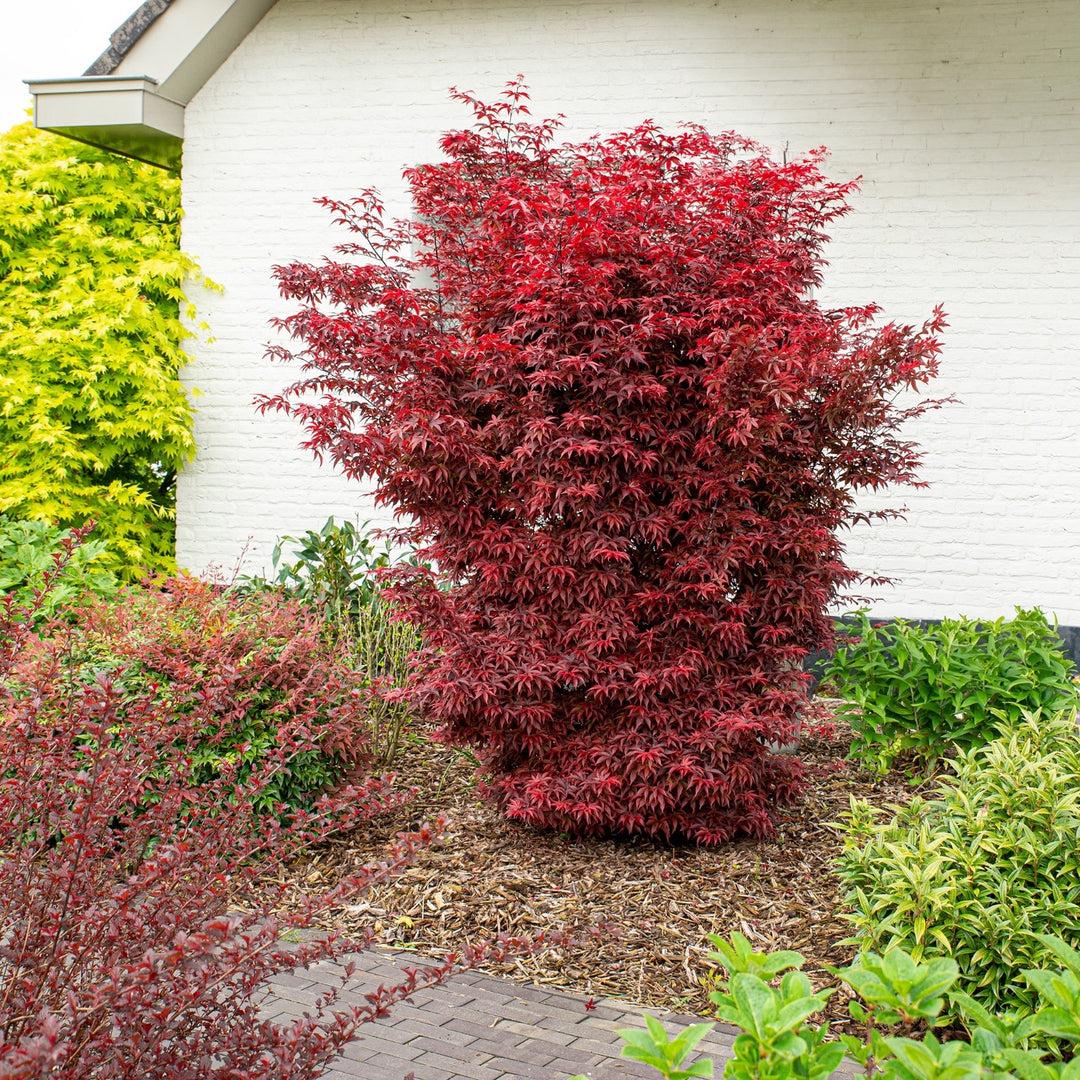 Acer Palmatum ‘Twombly’s Red Sentinel’ (Twombly’s Red Sentinel Japanese Maple)