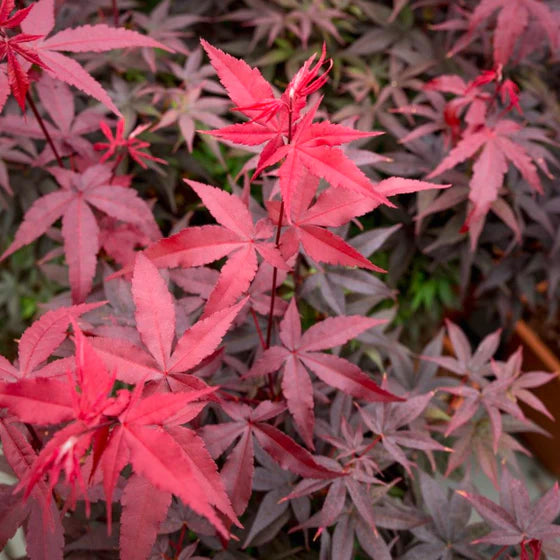 Acer Palmatum ‘Twombly’s Red Sentinel’ (Twombly’s Red Sentinel Japanese Maple)