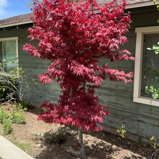 Acer Palmatum ‘Twombly’s Red Sentinel’ (Twombly’s Red Sentinel Japanese Maple)