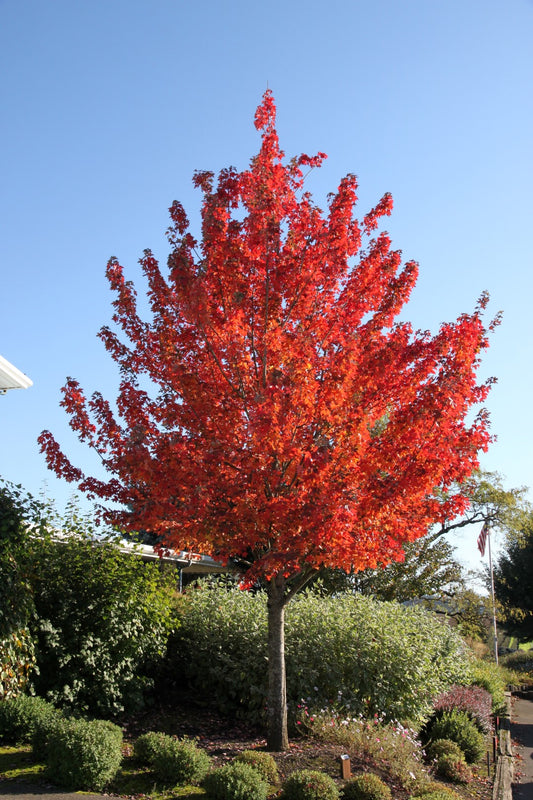 Acer Rubrum ‘Frank Jr.’ (Redpointe Maple)