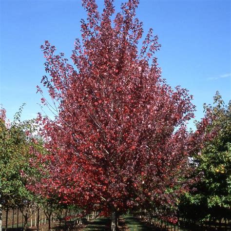Acer Rubrum ‘Frank Jr.’ (Redpointe Maple)