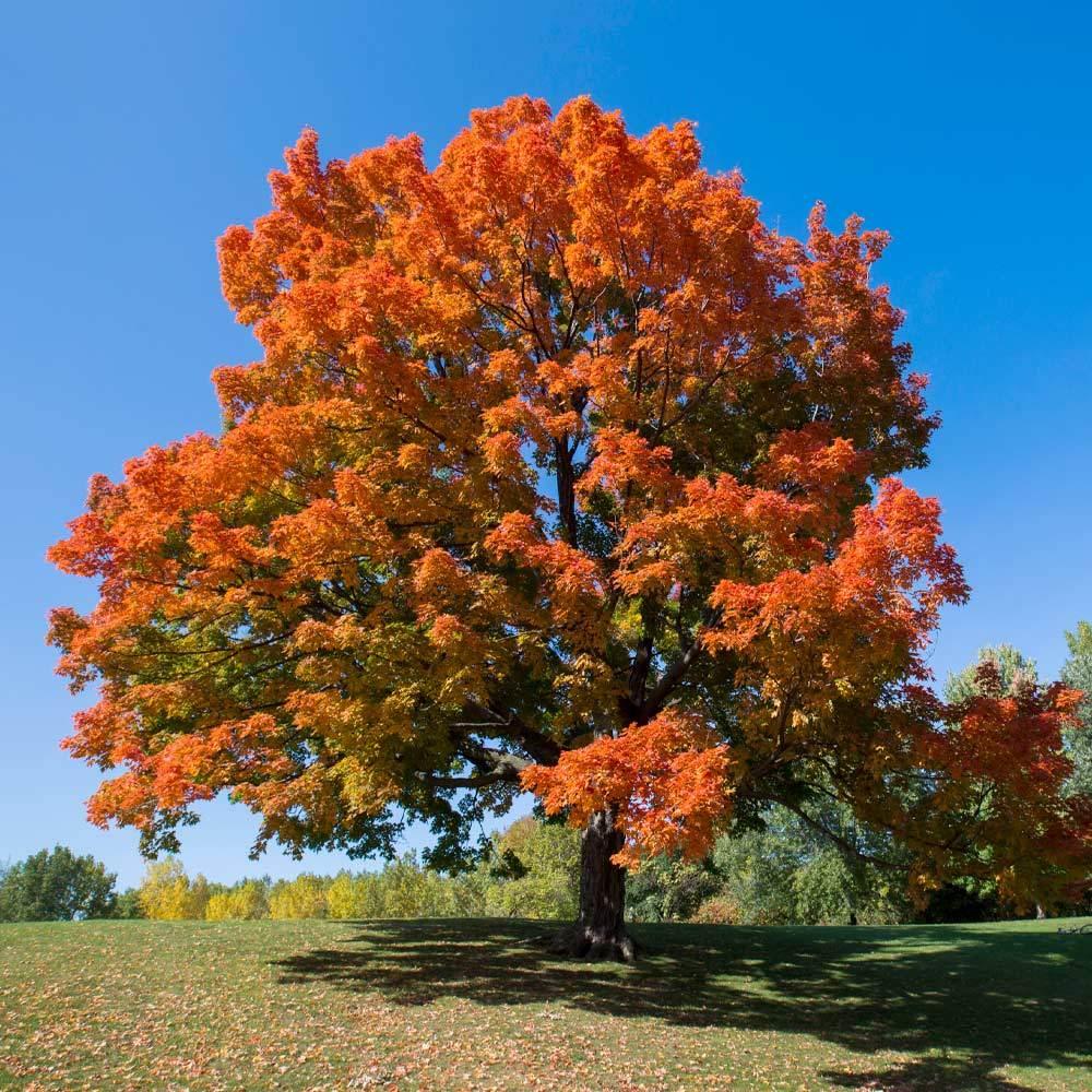 Acer Saccharum (Sugar Maple)