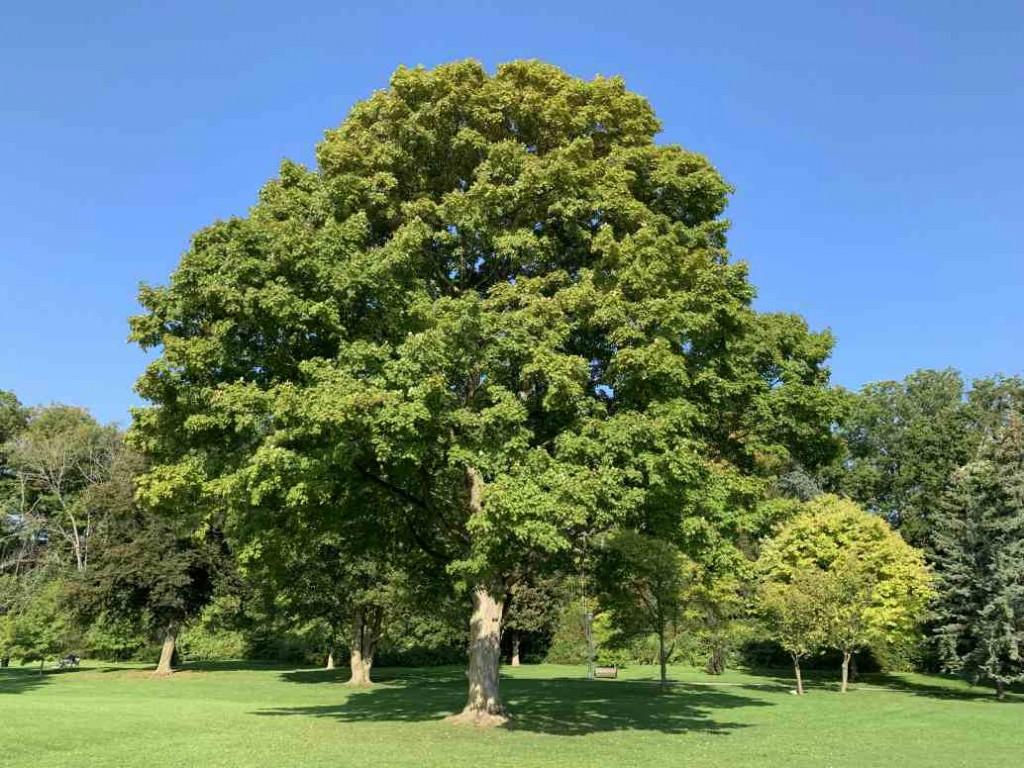 Acer Saccharum (Sugar Maple)