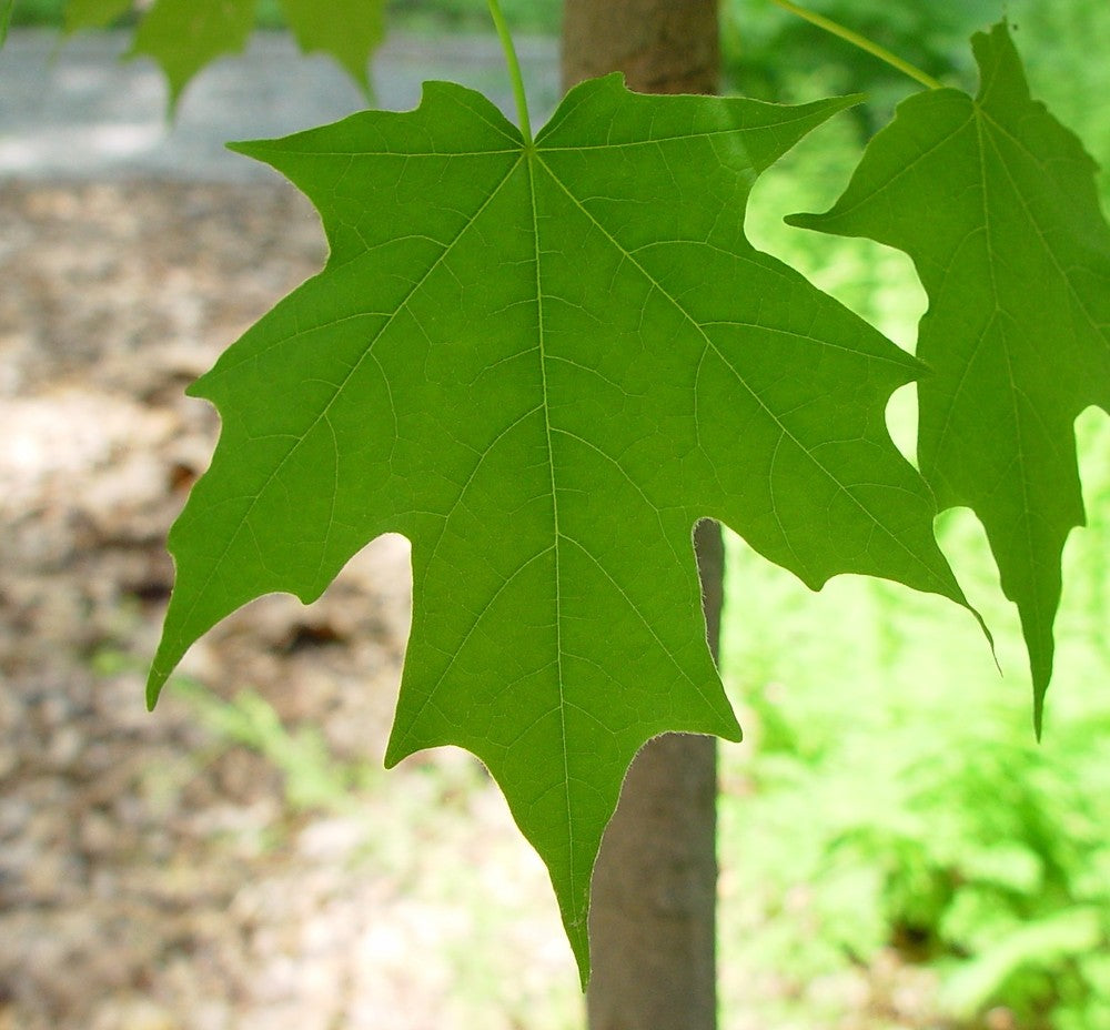 Acer Saccharum (Sugar Maple)