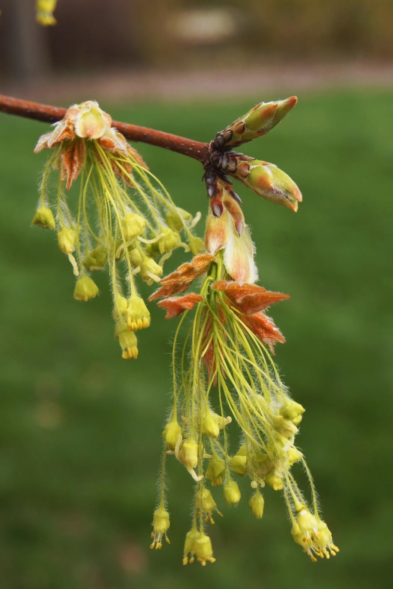 Acer Saccharum (Sugar Maple)