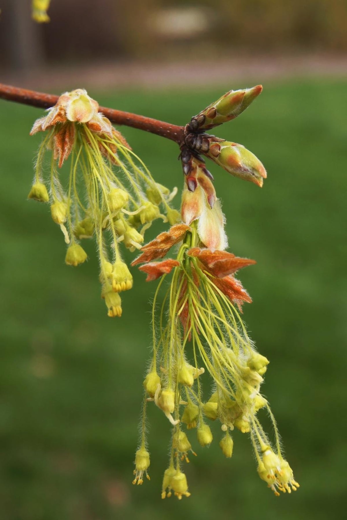 Acer Saccharum (Sugar Maple)
