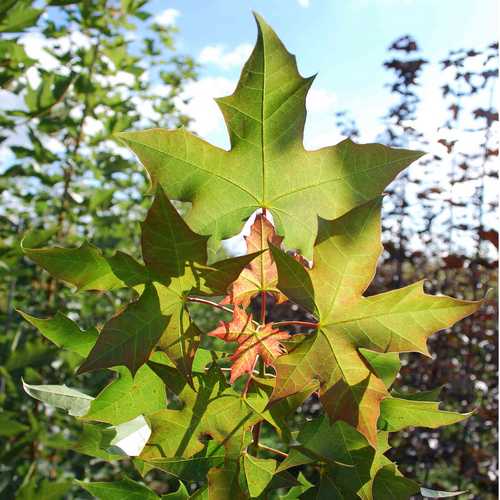 Acer Truncatum × Platanoides (Norwegian Maple Hybrid)