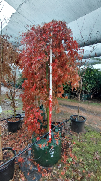 Acer Palmatum 'Orangeola' (Orangeola Japanese Maple)