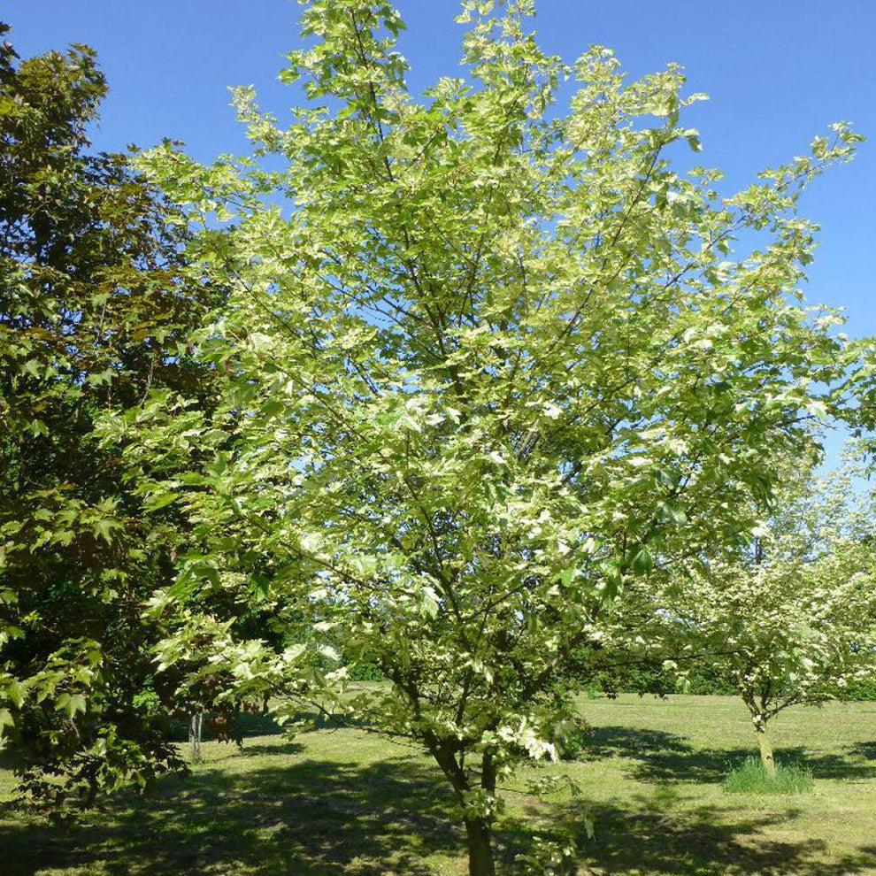Acer Pseudoplatanus Variegated (Variegated Sycamore Maple)