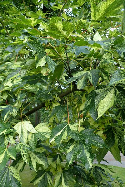 Acer Pseudoplatanus Variegated (Variegated Sycamore Maple)