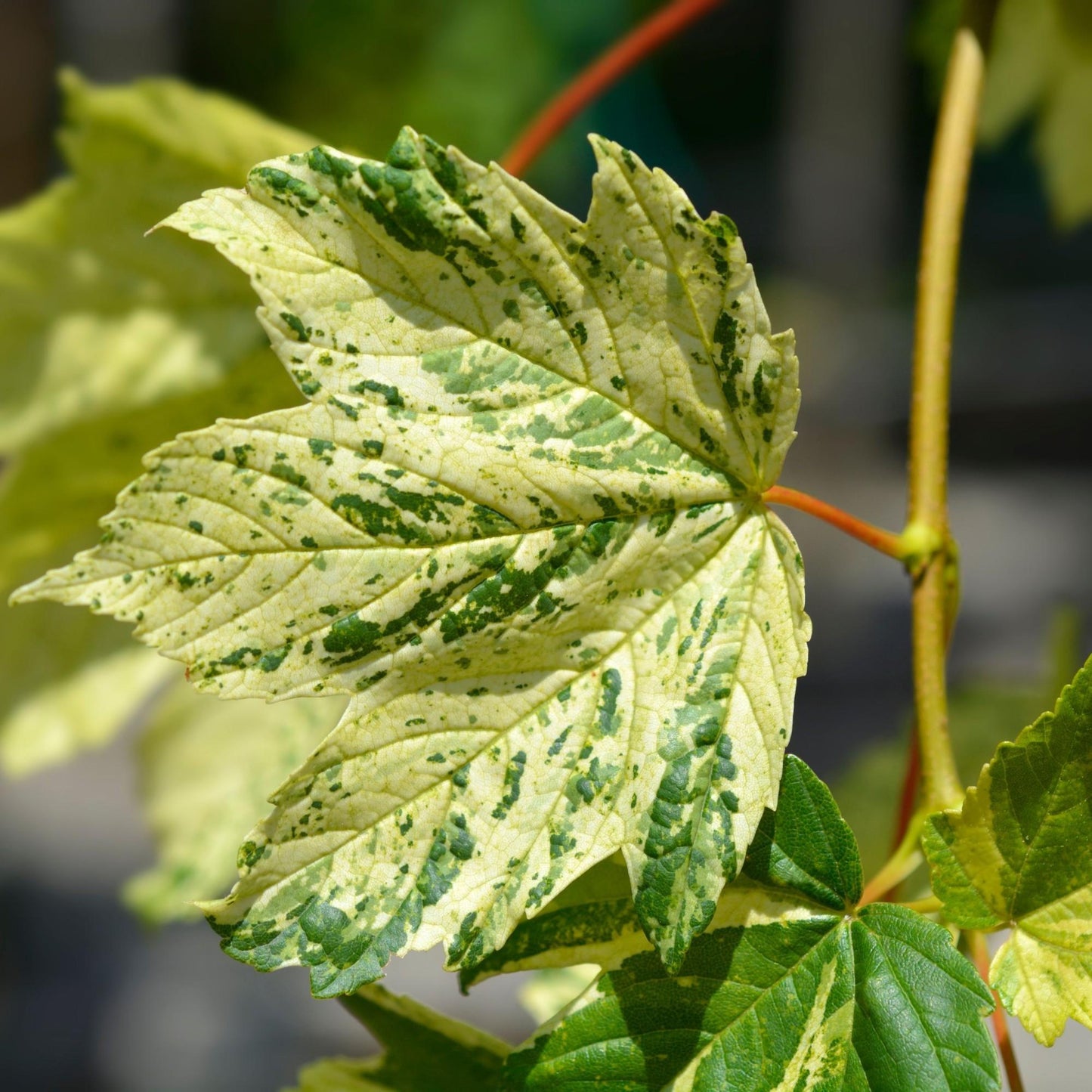 Acer Pseudoplatanus Variegated (Variegated Sycamore Maple)