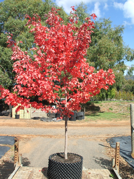 Acer Rubrum (Fairview Flame)