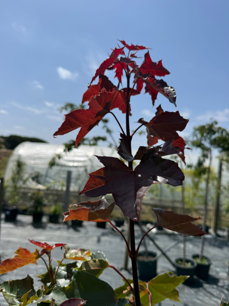 Acer Rubrum (Fairview Flame)