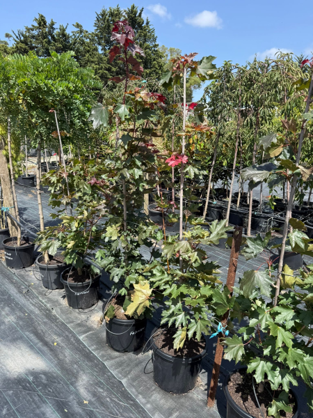 Acer Rubrum (Fairview Flame)