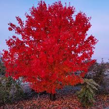 Acer Rubrum (Fairview Flame)