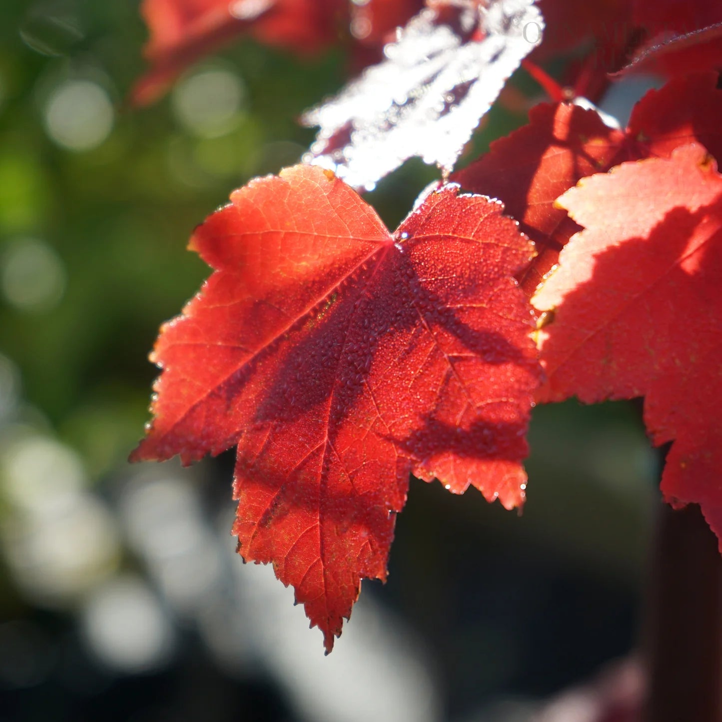 Acer Rubrum (Fairview Flame)