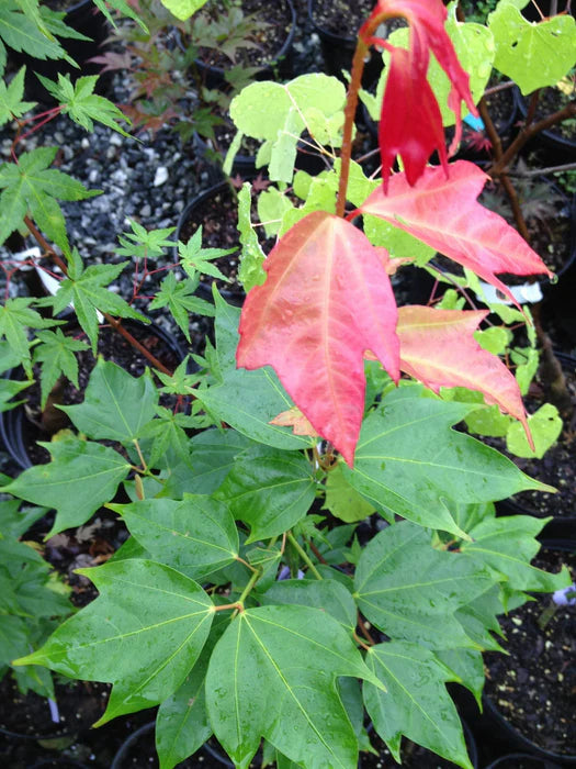 Acer Crataegifolium 'Calcaratum' (upright)