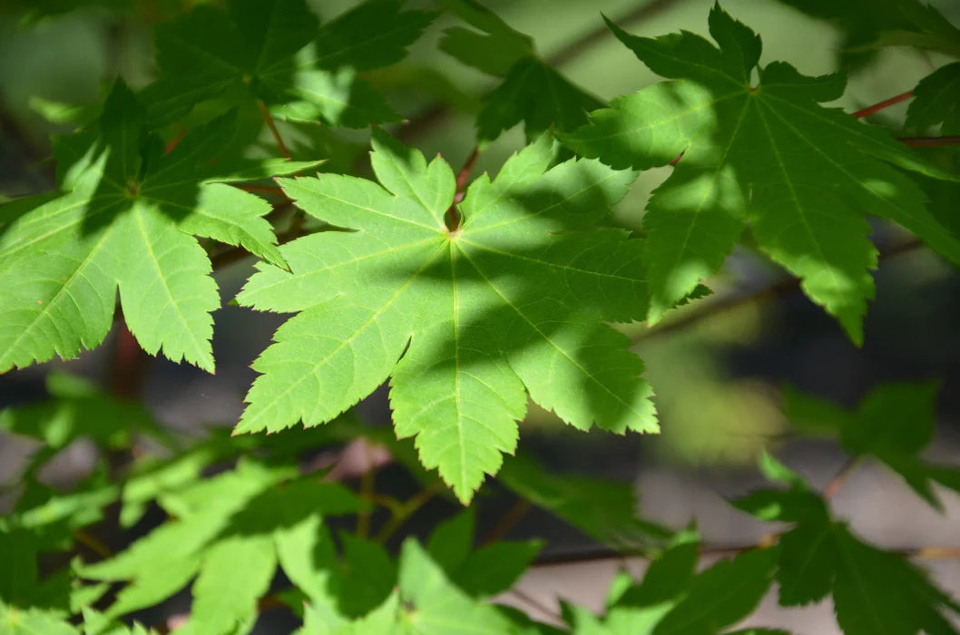 Acer Palmatum 'Herbstfeuer' (upright)