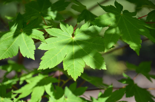 Acer Palmatum 'Herbstfeuer' (upright)