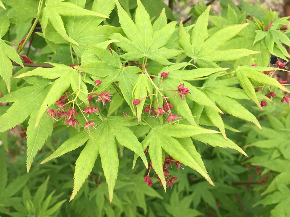 Acer Amoenum 'Autumn Glory' (upright)