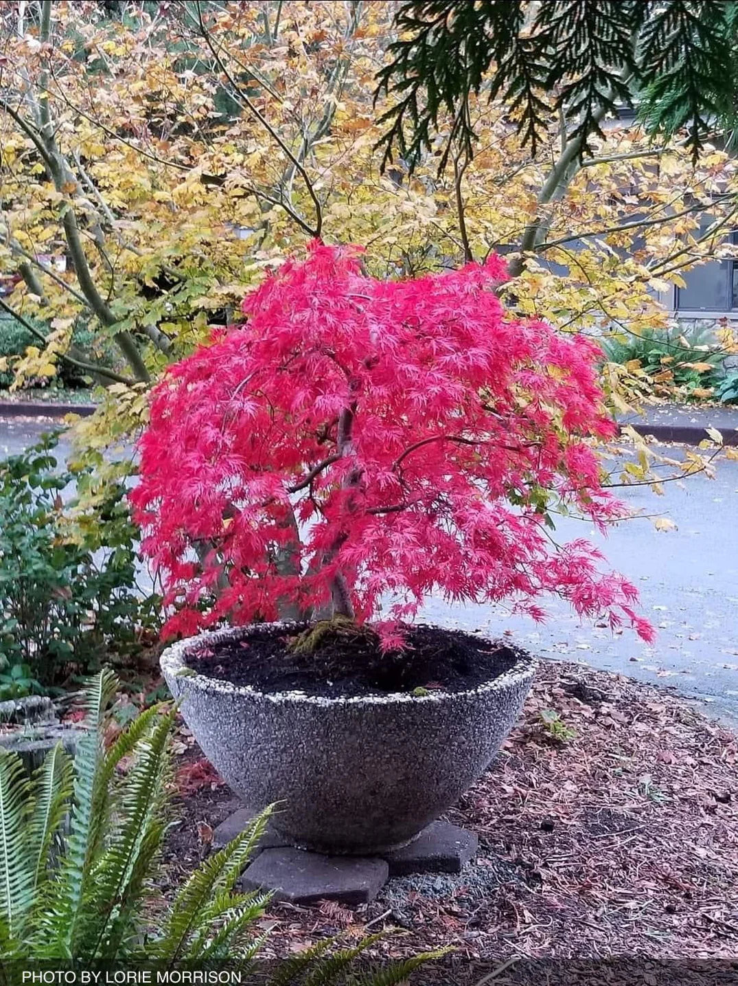 Acer Palmatum Dissectum ‘Brocade’ (Brocade Japanese Maple)