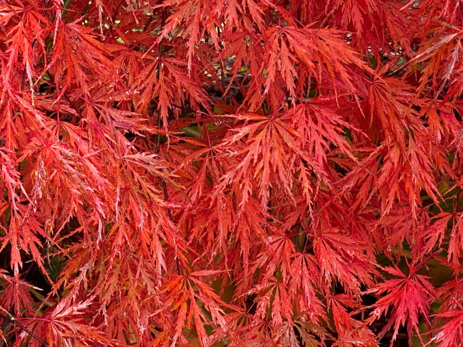 Acer Palmatum Dissectum 'Heartbeat' (weeping)