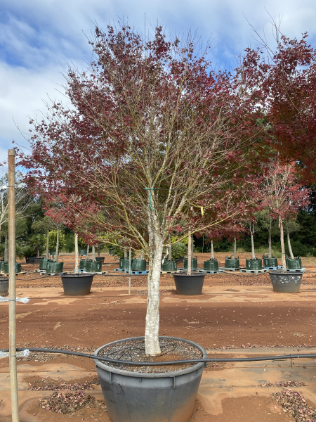Acer Palmatum (Japanese Maple)