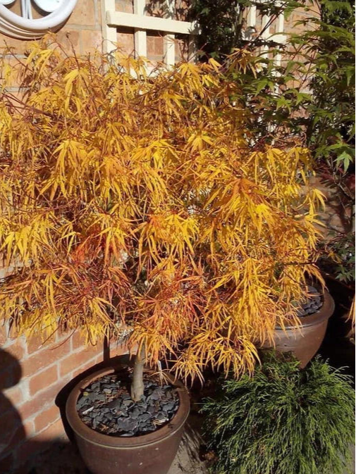 Acer Palmatum 'Kinsii' (upright)