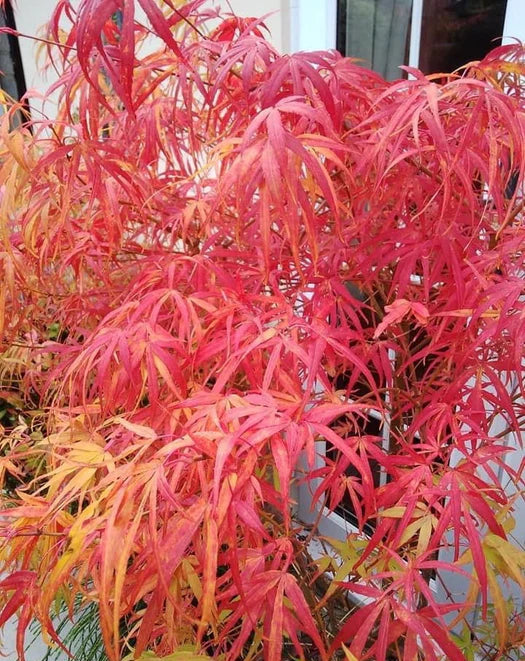 Acer Palmatum 'Kinsii' (upright)
