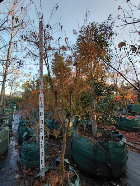 Acer Palmatum ‘Koto-Ito-Komachi’ (Threadleaf Japanese Maple)