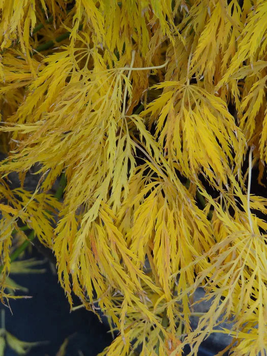 Acer Palmatum 'Lemon Lime Lace' (weeping)