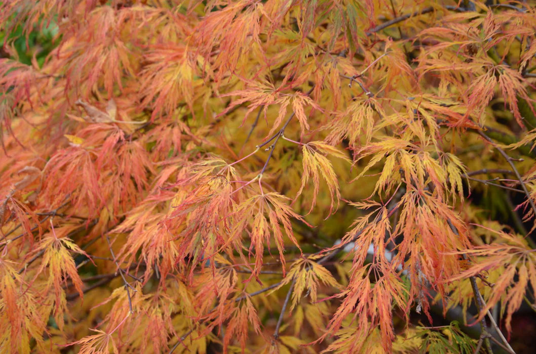 Acer Palmatum 'Lemon Lime Lace' (weeping)