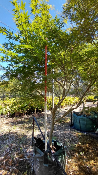 Acer Palmatum 'Red Pygmy' (Japanese Maple Red Pygmy)