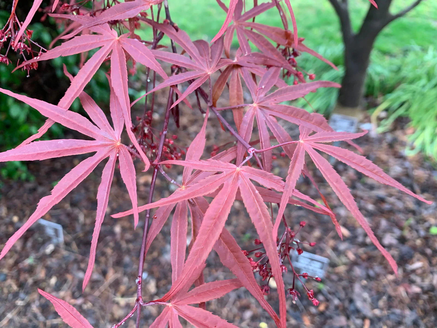 Acer Palmatum 'Red Pygmy' (Japanese Maple Red Pygmy) upright