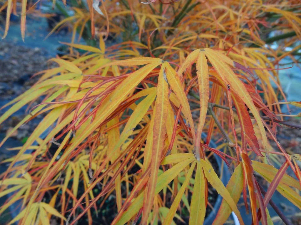 Acer Palmatum 'Red Pygmy' (Japanese Maple Red Pygmy) upright