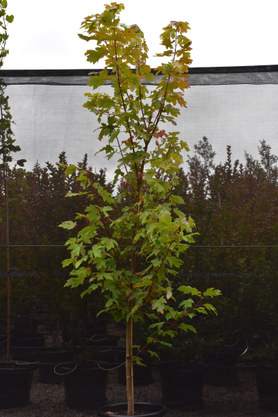 Acer Palmatum 'Sango Kaku' (upright - Senkaki | Sango Kaku | Coral Bark)