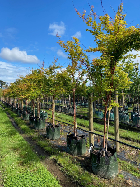 Acer Palmatum 'Sango Kaku' (upright - Senkaki | Sango Kaku | Coral Bark)