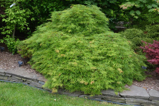 Acer palmatum dissectum Sekimori (Sekimori Japanese Maple)