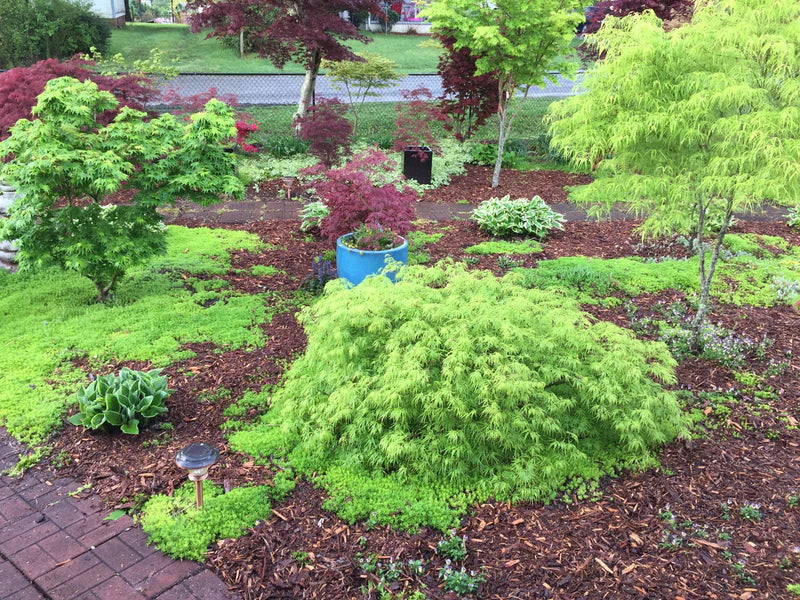 Acer palmatum dissectum Sekimori (Sekimori Japanese Maple)