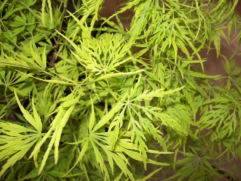 Acer palmatum dissectum Sekimori (Sekimori Japanese Maple)