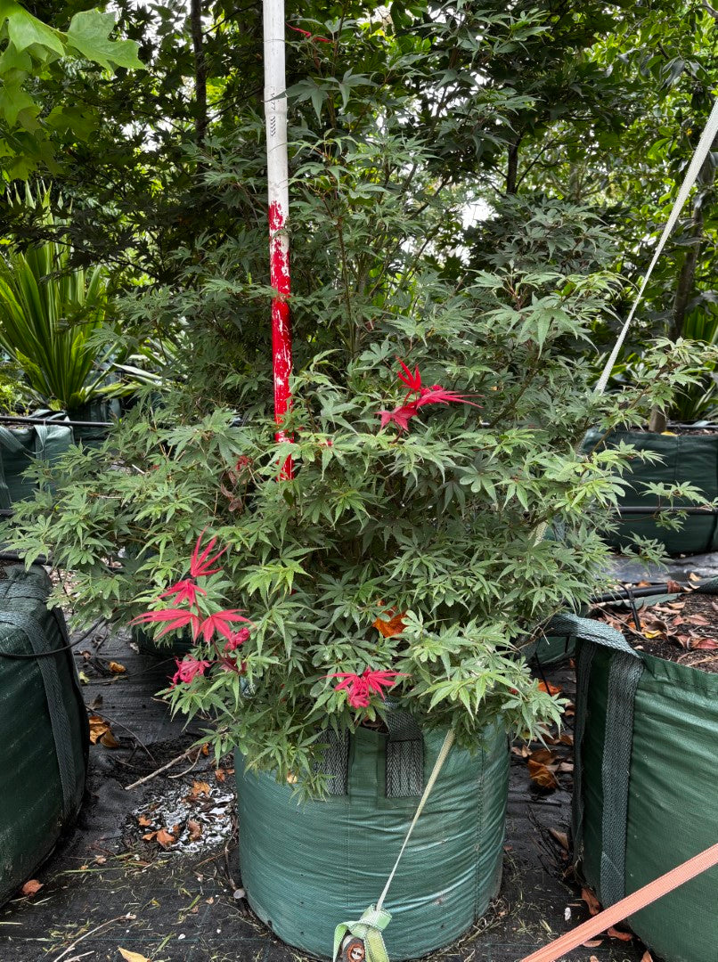 Acer Palmatum 'Shaina'
